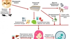 Писане на котка: как да разпознаваме и предотвратим